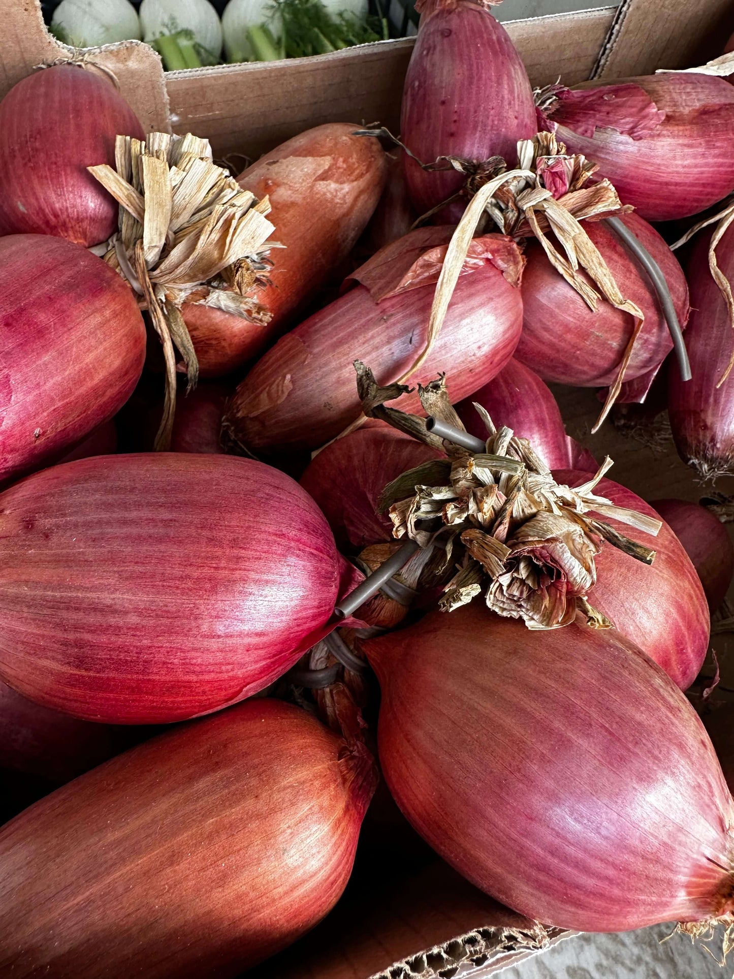 cipolle rosse di tropea